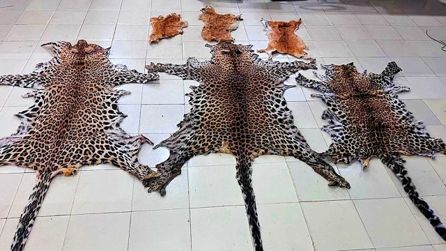 leopard skin seized odisha