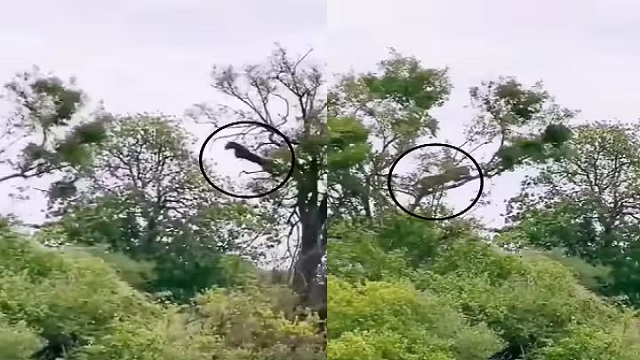 Leopard hunting monkey in tree video