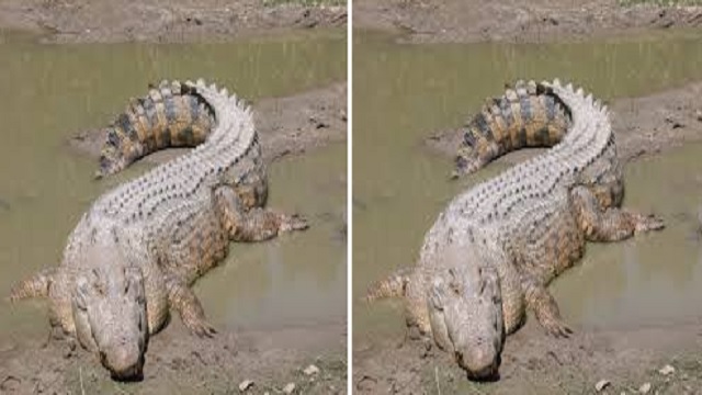 Crocodile attack in Odisha