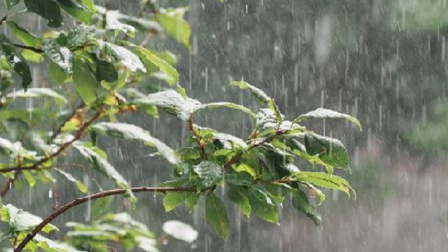 odisha monsoon update