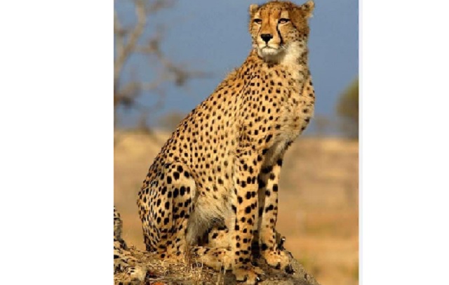 African cheetah Tejas dies at Kuno