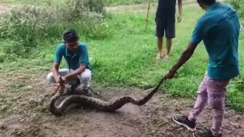 8 feet long python rescued