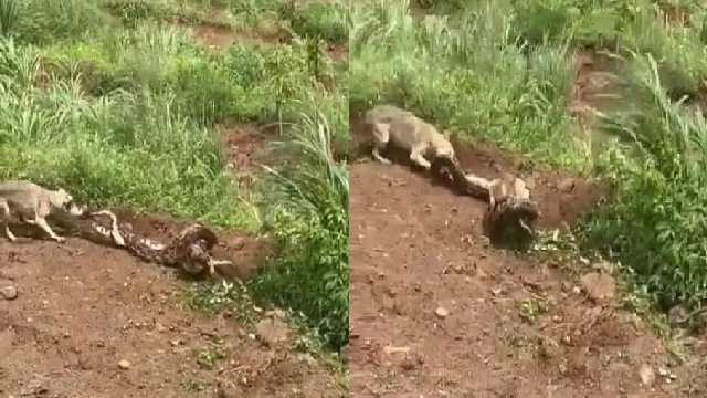 Fox fights with Python