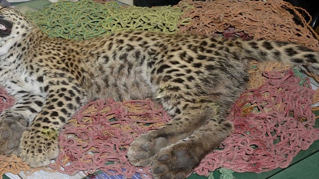 Cheetah dead in Kuno