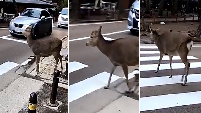 Deer uses zebra crossing