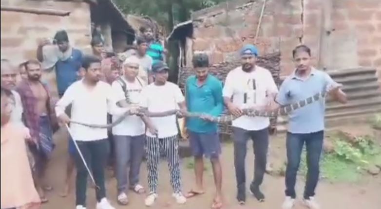 King cobra rescued in Dhenkanal