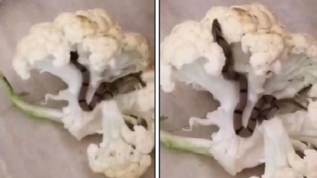 Snake in cauliflower video