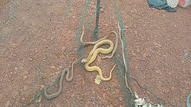 Snakes trapped in fishing net