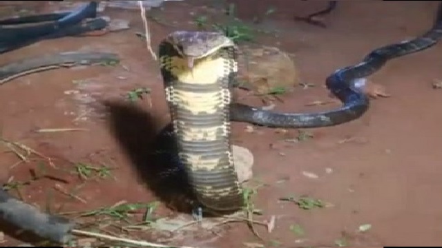cobra rescued from kitchen in odisha