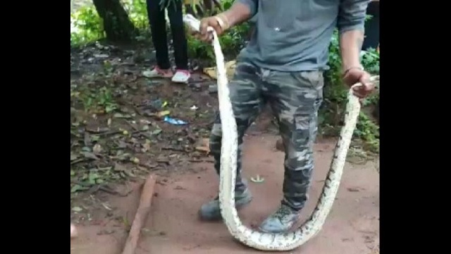 cobra rescued from odisha