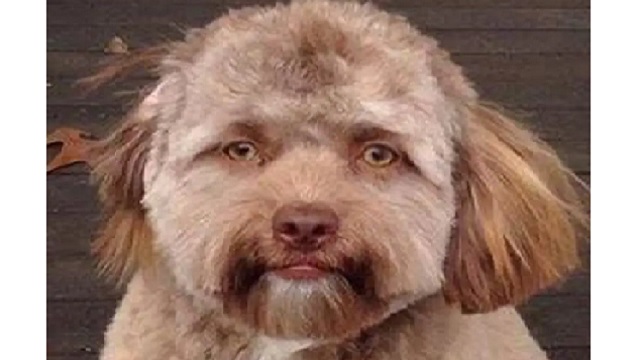dog that looks like a human face