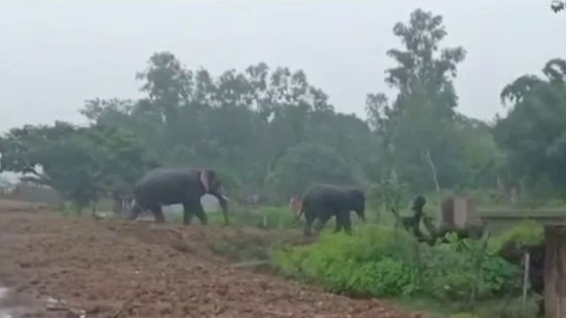 angul elephant attack