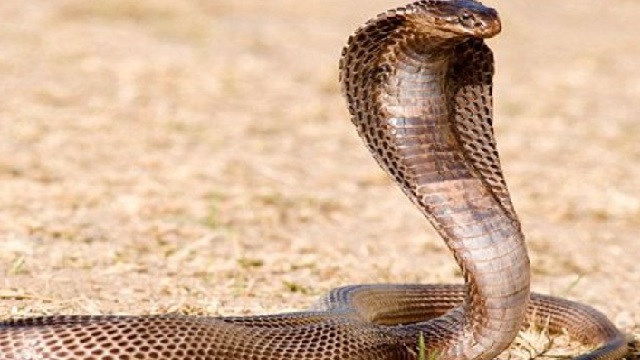 snakebite in Kantabanji