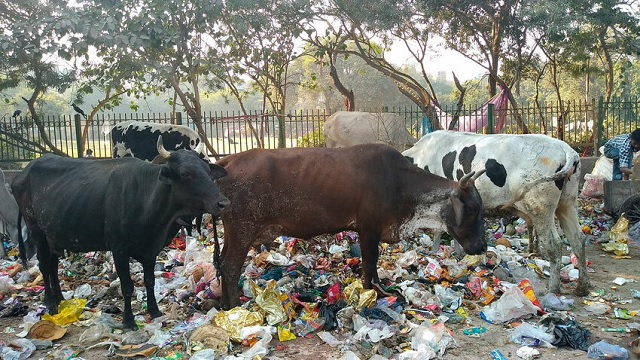 polythene in cows stomach