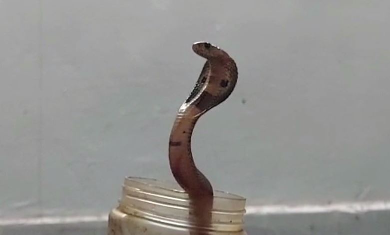 Snake-catcher hospitalized beaten by cobra