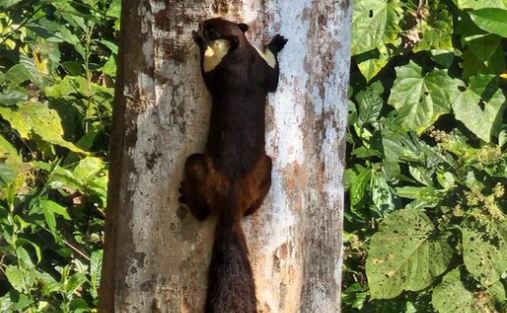 world's largest squirrel species found