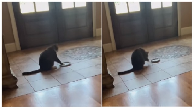 Cat viral video