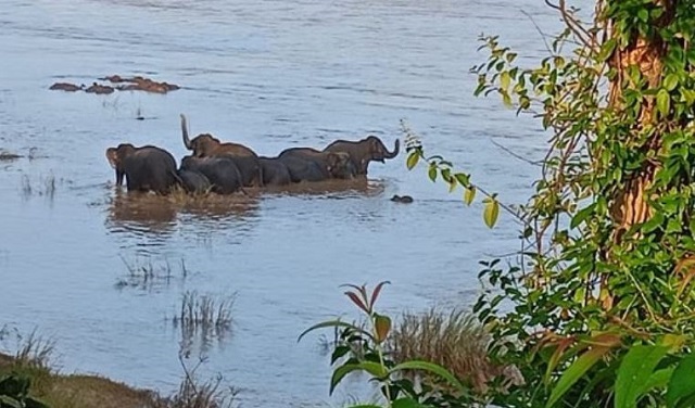 Elephant herd trapped in Tel River