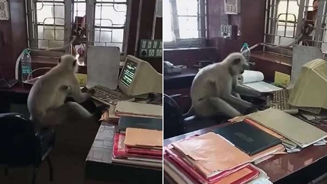 Monkey uses computer