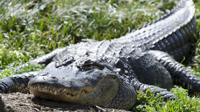 alligator caught with human body