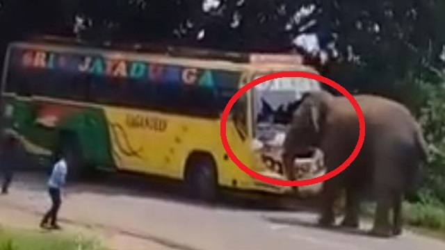 elephant attacks bus in odisha