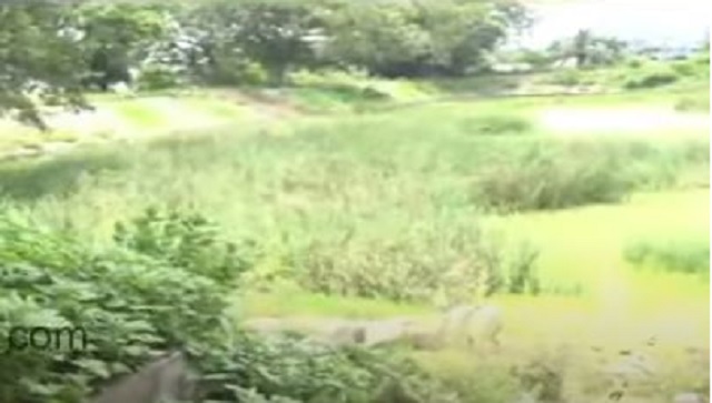 Ponds in Paralakhemundi need renovation