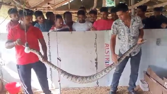 huge python spotted in angul