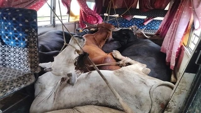 illegal cattle trade busted in balasore