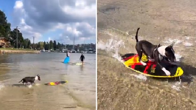 Dog skimboarding on water