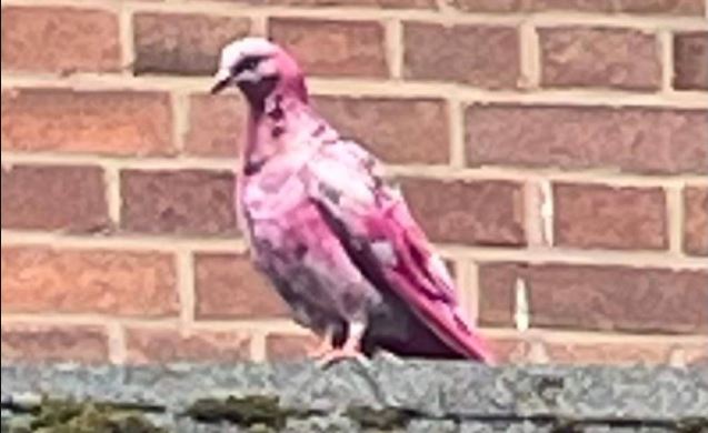 Pink pigeon spotted in UK