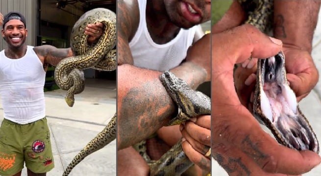 Man gets himself bitten by anaconda