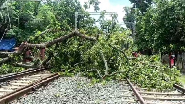 tree falls on railway tracks
