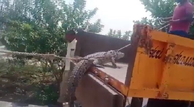 Farmers take crocodile to electricity office in Karnataka
