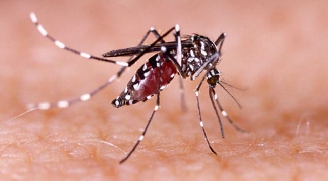 dengue cases in bihar