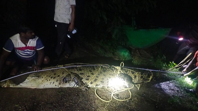 Giant crocodile rescued in kendrapara