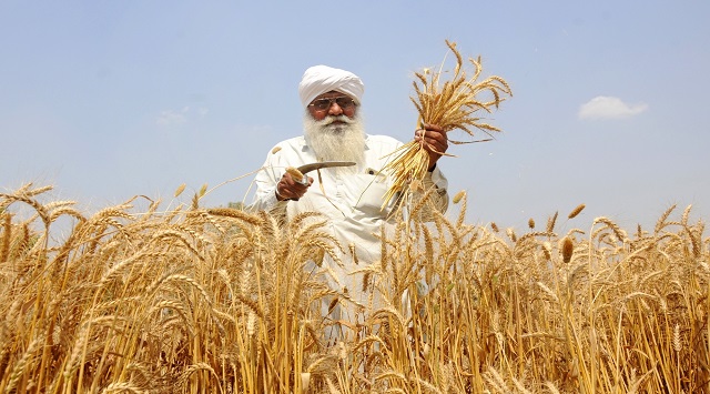Govt hike msp of rabi crops
