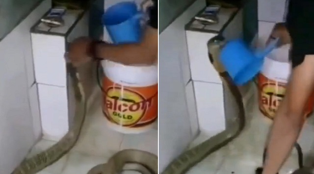 Man bathes king cobra