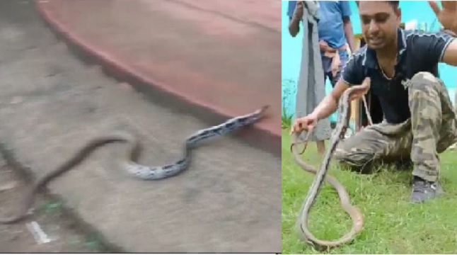Rare Trinket snake Jungle Sundari’ rescued