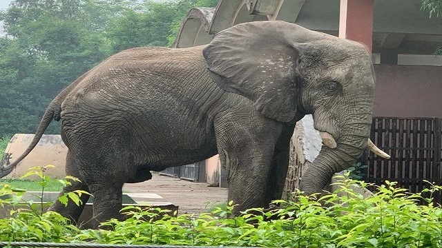 elephant killed in train accident