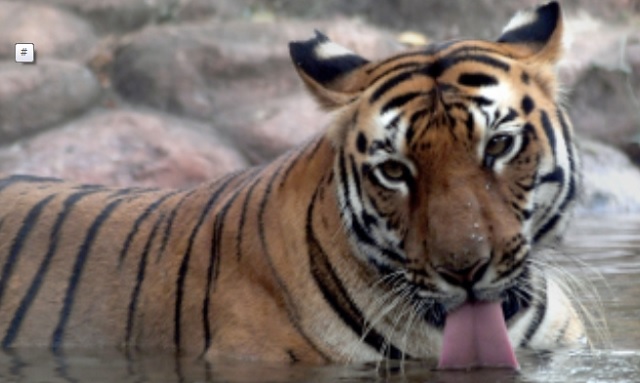 Tiger census in Similipal