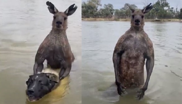 Man fights with kangaroo