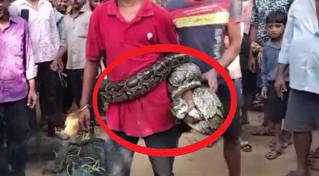 python spotted in balasore