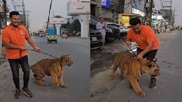 Man takes tiger for walk