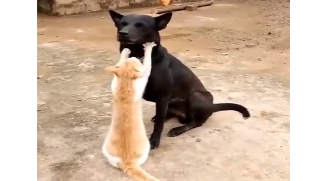 cat giving massage to dog