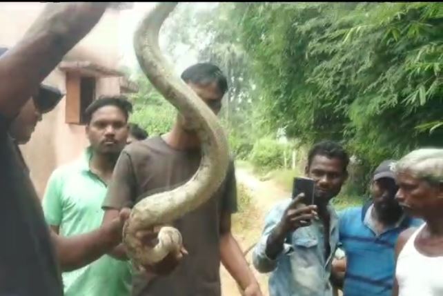 Python rescued from Anganwadi Centre
