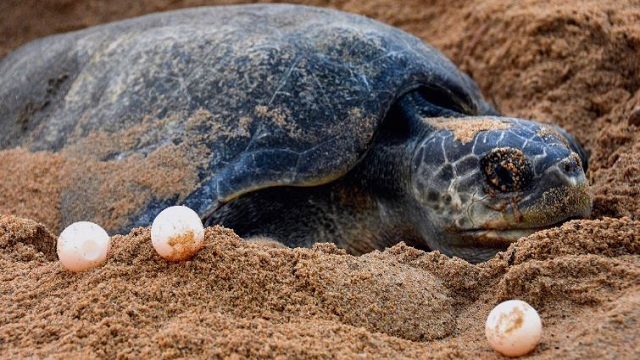 olive ridley turtles nesting season