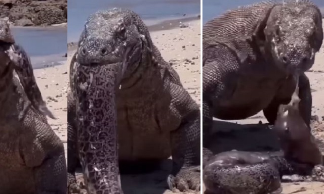 Komodo dragon vomiting large snake video