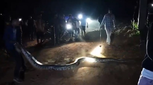 huge python rescued in Odisha