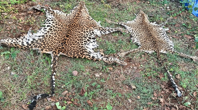 leopard skin recovered in rayagada