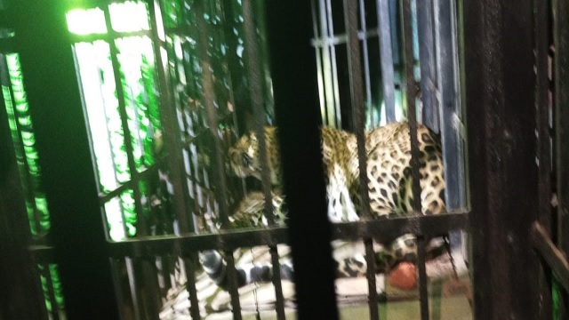 leopard terror in Nuapada